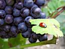 Marienkäfer auf einem Weinblatt 