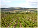 vines of Champagne Tarlant in Oeuilly