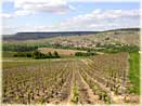 vines of Champagne Tarlant in Oeuilly