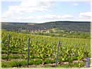 vines of Champagne Tarlant in Oeuilly