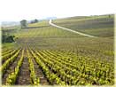 vines of Champagne Tarlant in Oeuilly