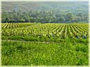 vines of Champagne Tarlant in Oeuilly