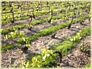 vines of Champagne Tarlant in Oeuilly