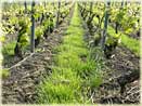 vines of Champagne Tarlant in Oeuilly