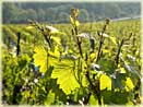 vines of Champagne Tarlant in Oeuilly