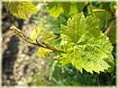 vines of Champagne Tarlant in Oeuilly