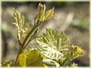 vines of Champagne Tarlant in Oeuilly