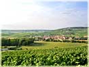 vines of Champagne Tarlant in Oeuilly