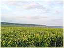 vines of Champagne Tarlant in Oeuilly