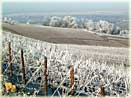 vines in winter in Oeuilly
