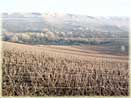 vines in winter in Oeuilly