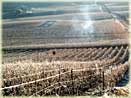 vines in winter in Oeuilly