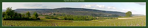 Champagne Tarlant Vineyard
