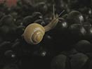Champagne Tarlant Vineyard