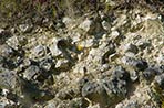 Champagne Tarlant Vineyard