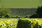 Champagne Tarlant Vineyard