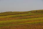 Champagne Tarlant Vineyard