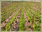 Der Weinberg als Ökosystem 