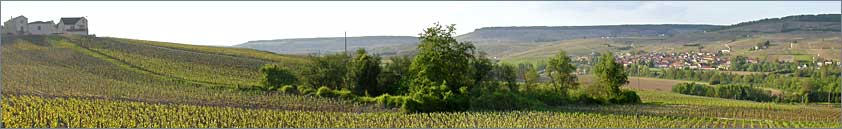 Weinberge Champagne Tarlant