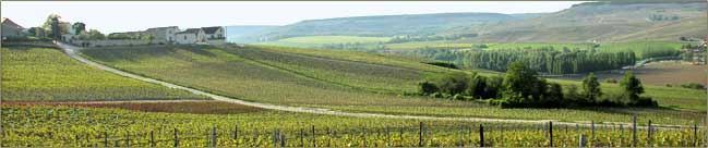 Weinberge bei Oeuilly