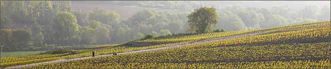 Weinberge bei Oeuilly 