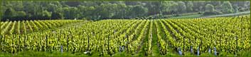 Weinberge