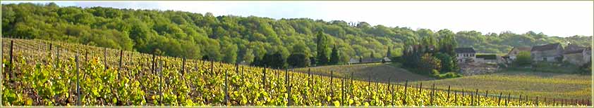 Weinberge bei Oeuilly Weinberge Champagne Tarlant