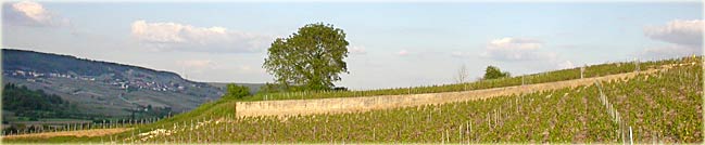 Vines of Champagne Tarlant in Oeuilly