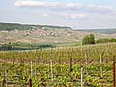 Champagne vineyard